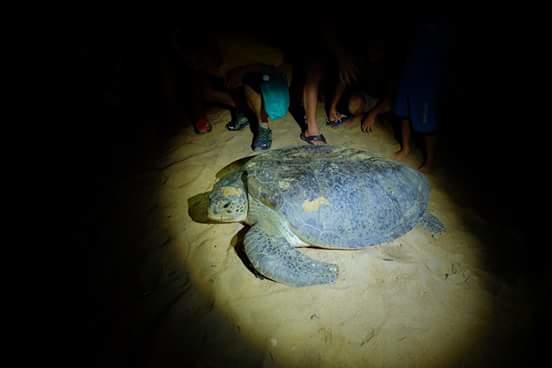 Kemaman Sands Hotel Cukai Bagian luar foto